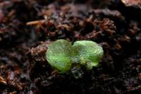 Prothalle de fougère